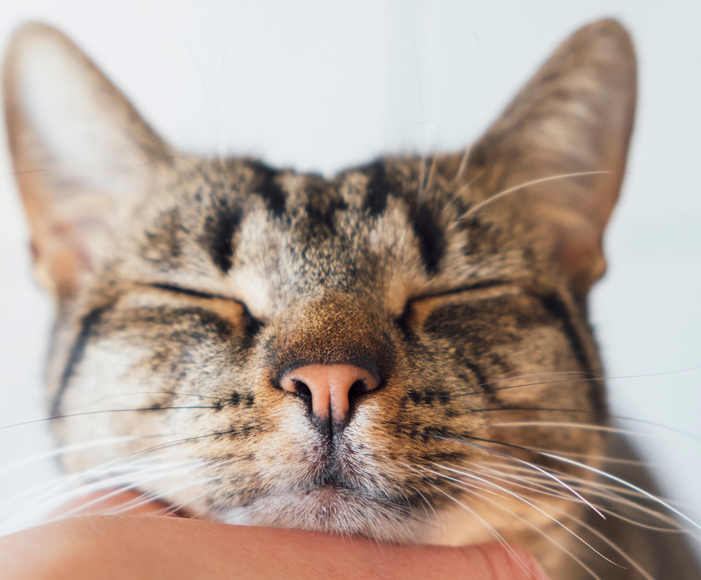 ISFM Cat Friendly Clinic