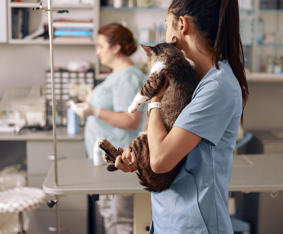 Veterinary Nurses