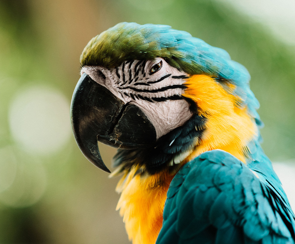 ISFM Cat Friendly Clinic